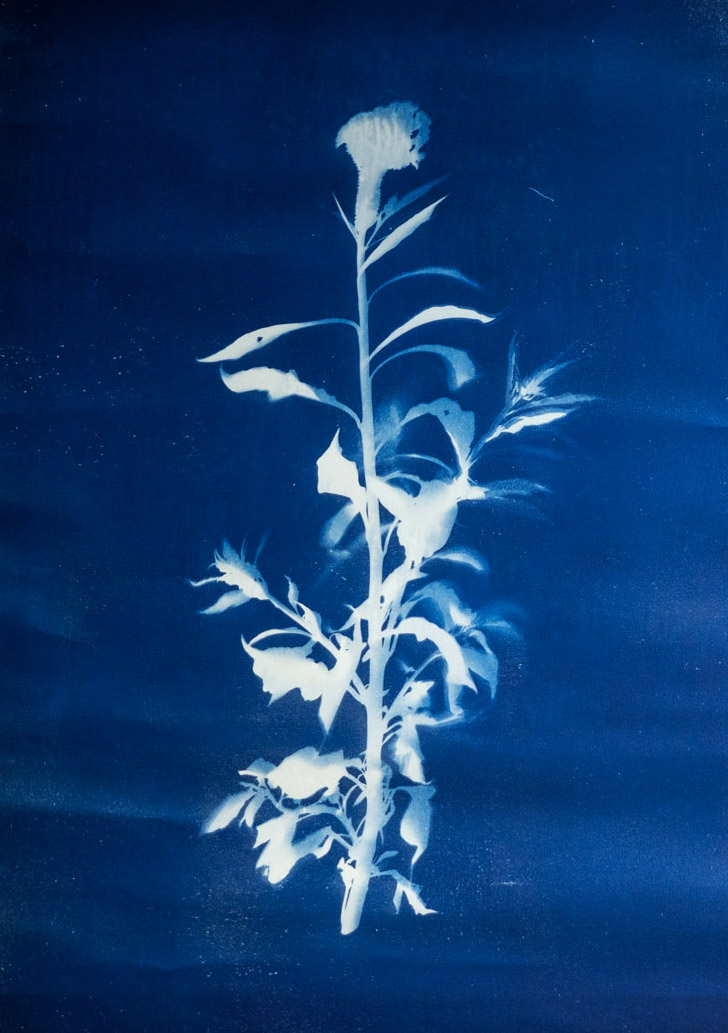 Cyanotype photogram on Hahnemühle paper, B0 size. 2021