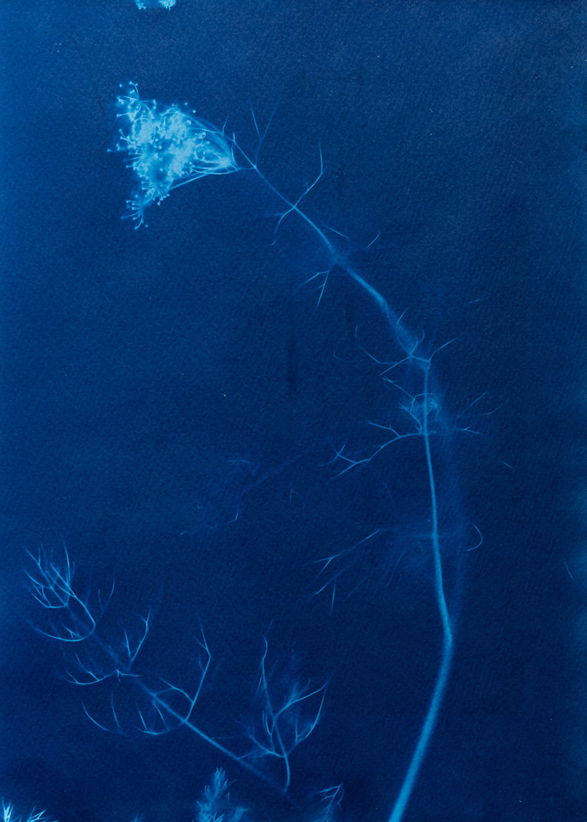 Cyanotype photogram on Hahnemühle paper. 2020