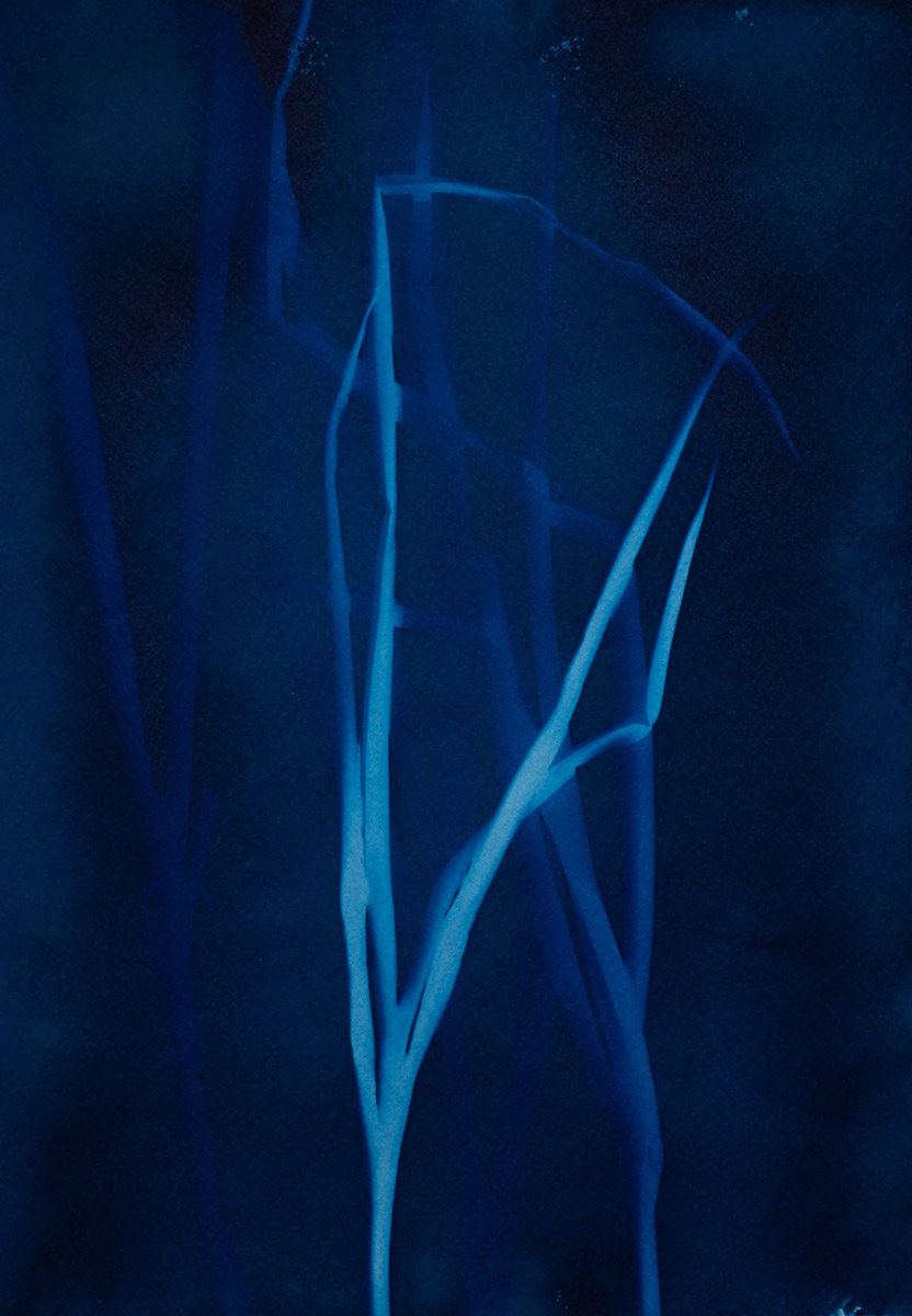 Cyanotype photogram on Hahnemühle paper. 2021