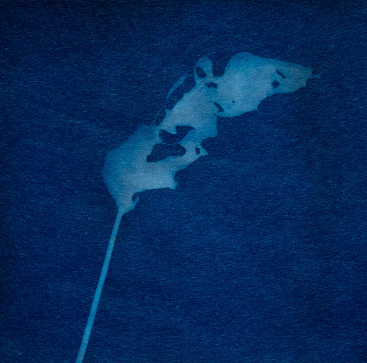 Cyanotype photogram on washi, 2020